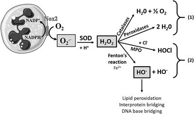 Evaluation of Antiradical and Antioxidant Activities of Lipopeptides Produced by Bacillus subtilis Strains